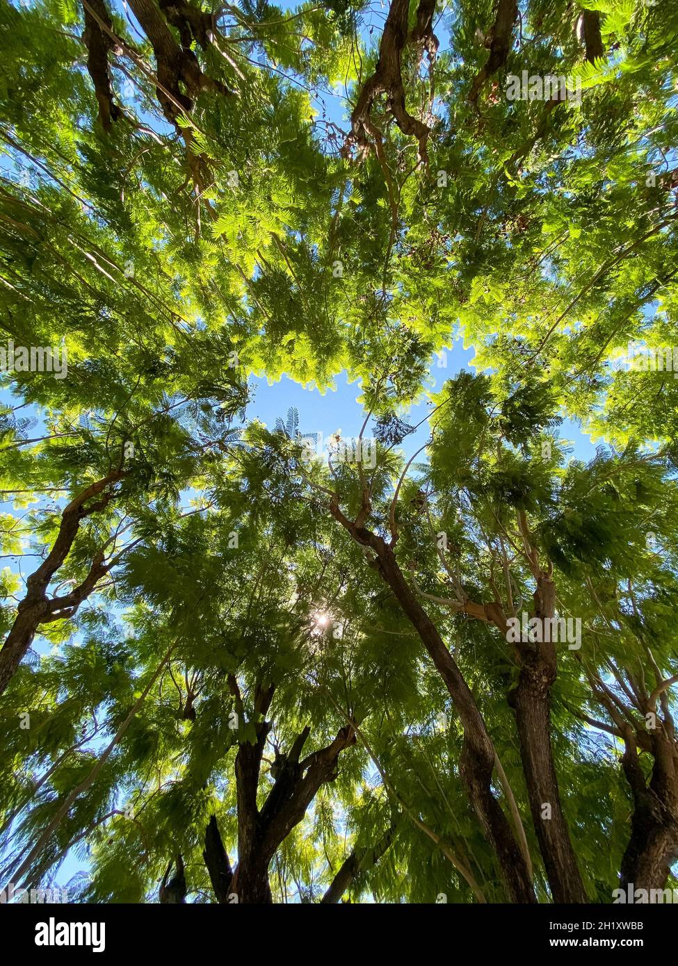 Vue de dessous des arbres contre un ciel bleu Banque D'Images