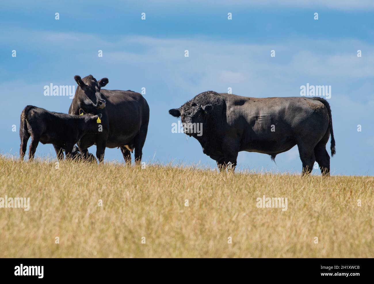 Bovins de boucherie Aberdeen Angus dans un champ, Dumfries et Galloway, Écosse, Royaume-Uni Banque D'Images