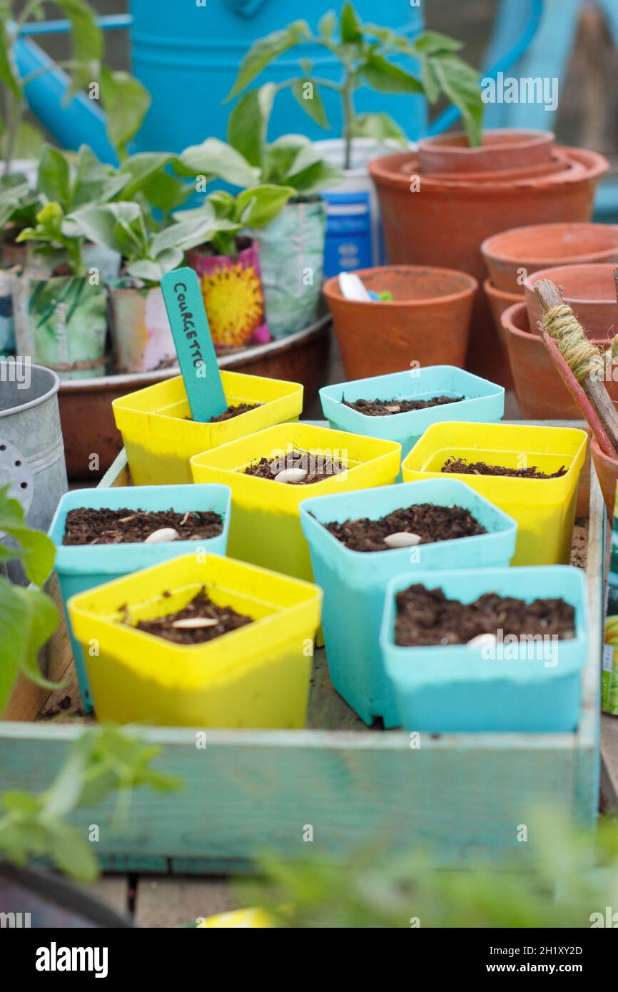 Semis de graines de courgettes dans des pots.Semer des courgettes en plaçant chaque graine sur son bord latéral individuellement dans un pot.ROYAUME-UNI Banque D'Images