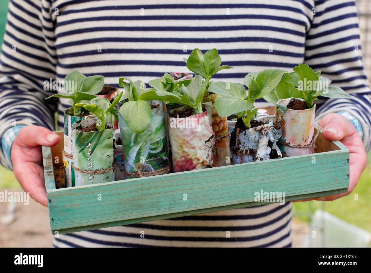 Au printemps, le jardinier a planté de jeunes plants de haricots larges dans des pots de papier faits maison dans une parcelle de légumes.Vicia faba 'Bunyards Exhibition' Royaume-Uni Banque D'Images