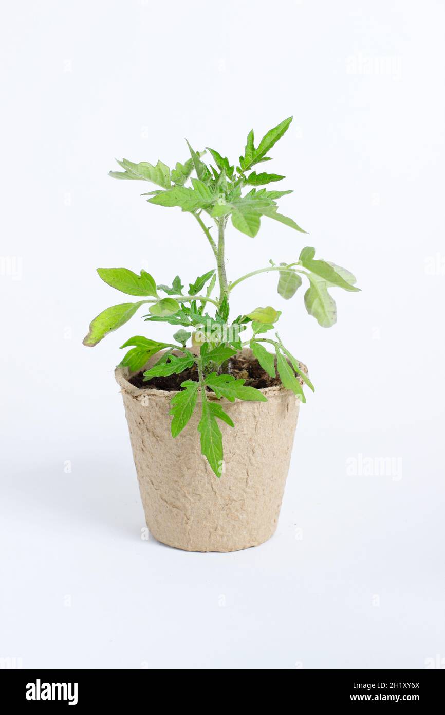 Plants de tomates dans des pots biodégradables isolés sur fond blanc.ROYAUME-UNI Banque D'Images