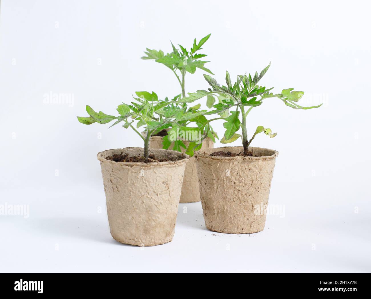 Plants de tomates dans des pots biodégradables isolés sur fond blanc.ROYAUME-UNI Banque D'Images