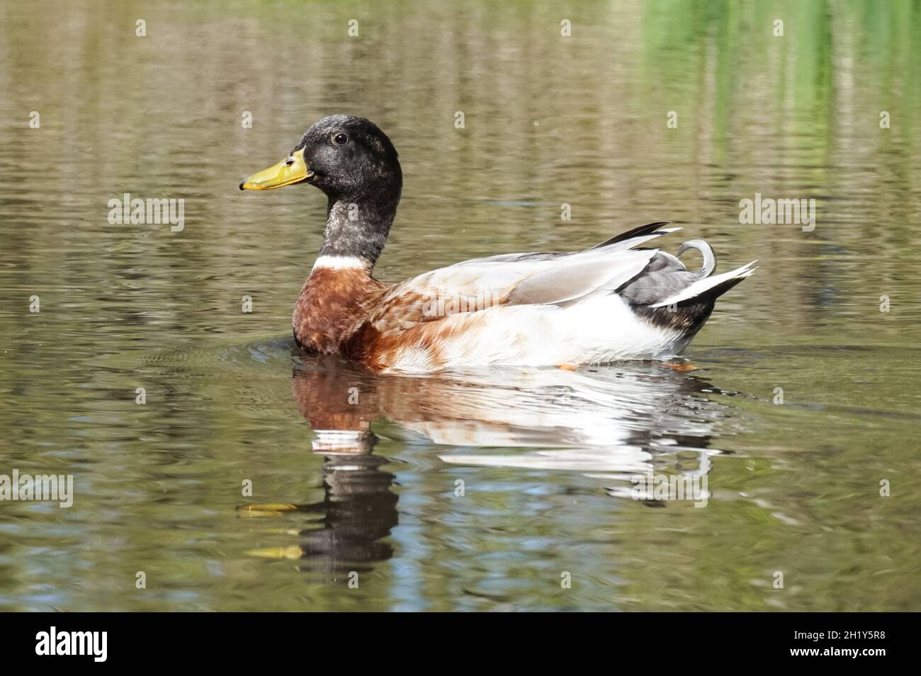 Mallard mâle, Anas platyrhynchos, nageant sur une rivière Banque D'Images