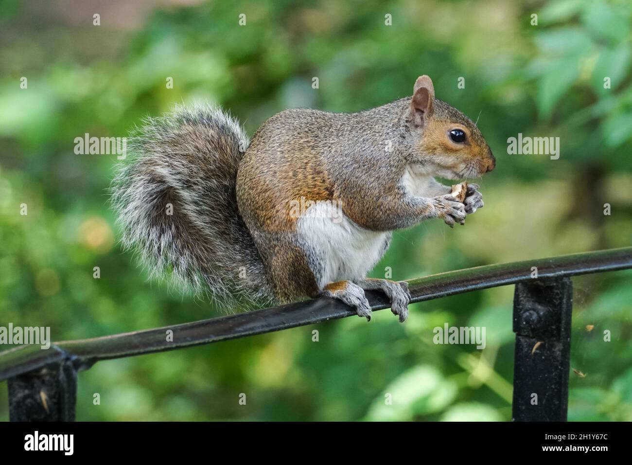 Écureuil gris dans un parc mangeant noix Banque D'Images