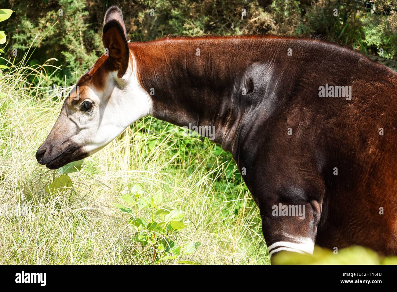 Okapi ou girafe forestière, Okapia johnstoni Banque D'Images