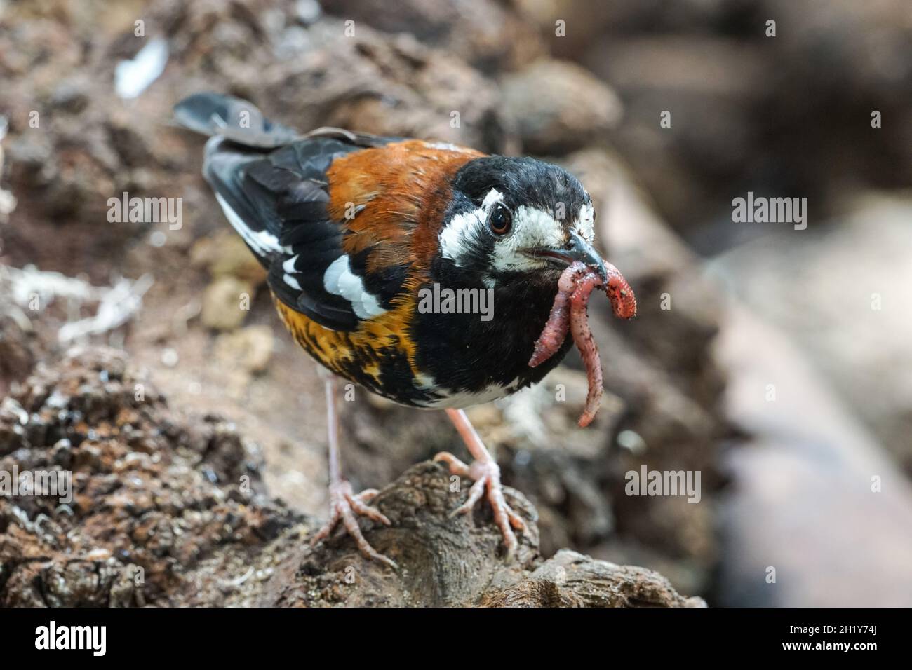 Muguet à dos de châtaignier, Geokichla dohertyi, zoothera dohertyi Banque D'Images