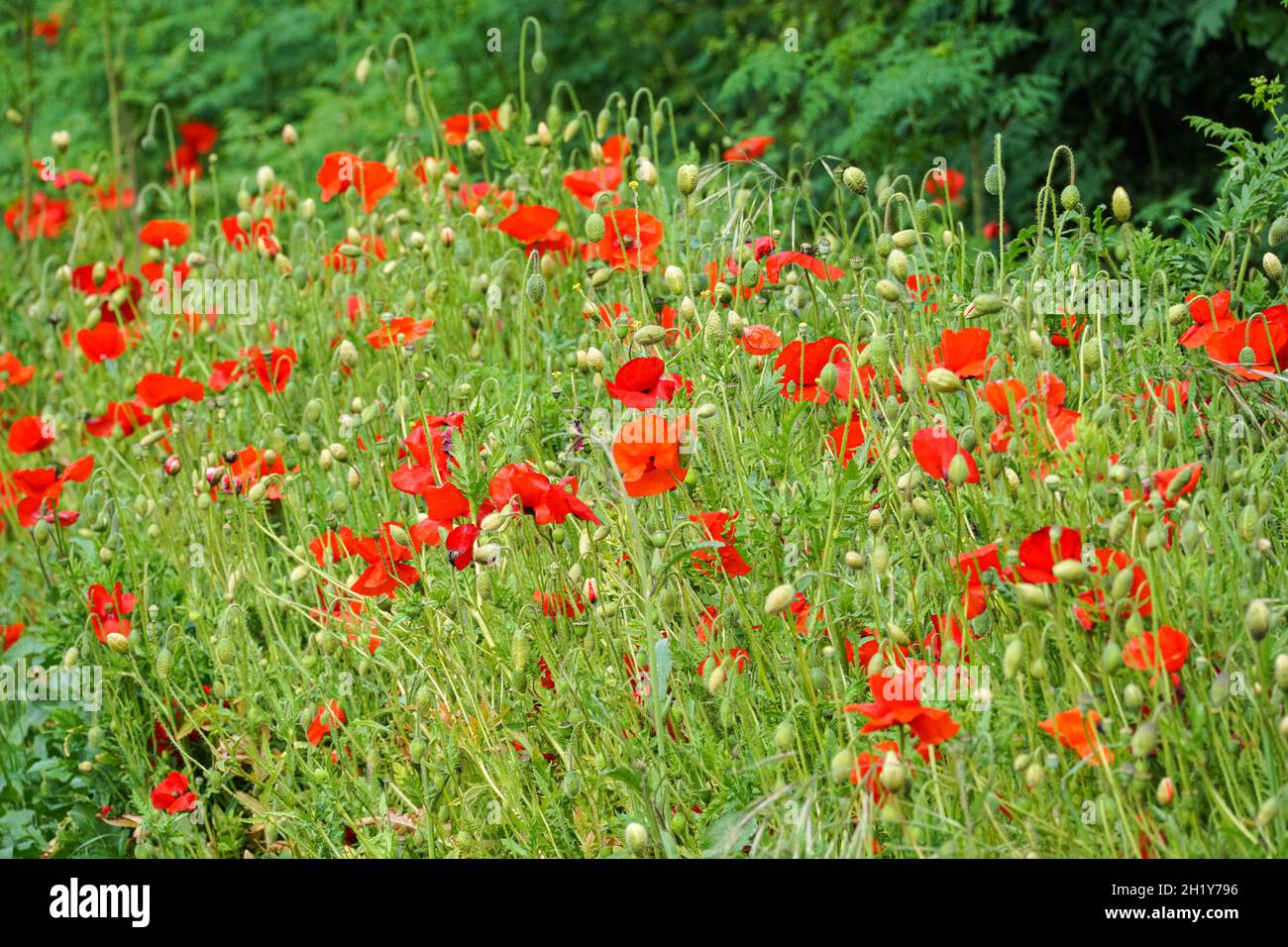 Coquelicots rouges sauvages dans la prairie Banque D'Images