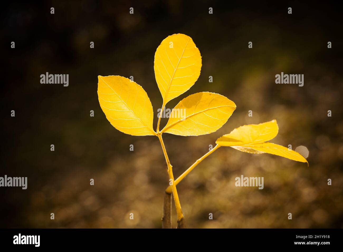 Feuilles d'automne jaunes sur fond sombre.Arrière-plan naturel. Banque D'Images