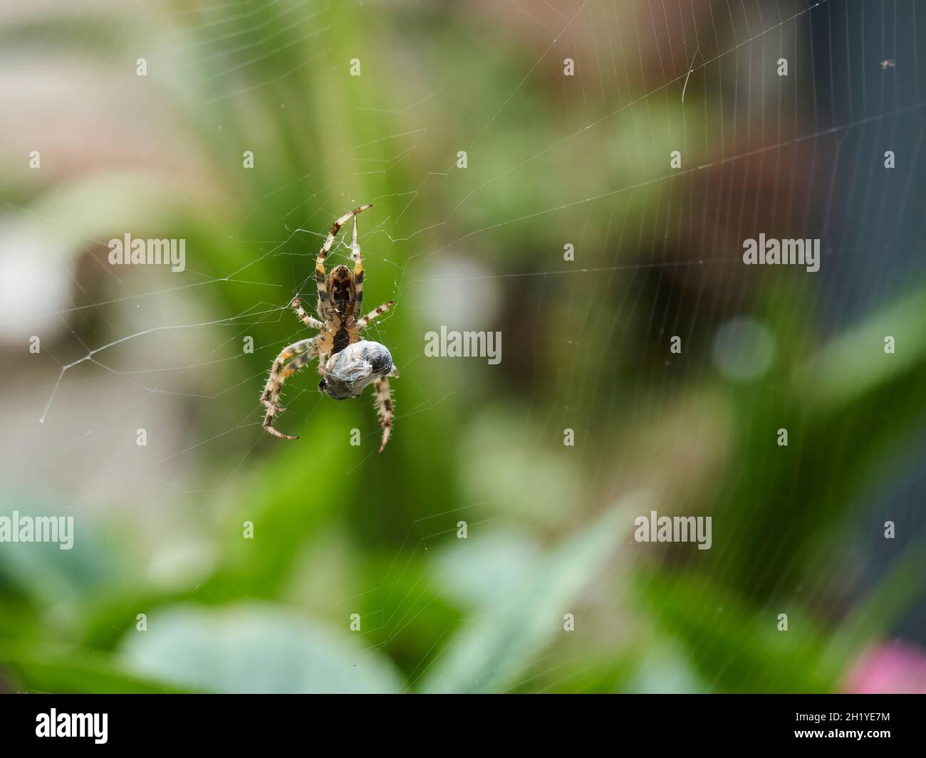Une araignée de jardin, suspendue dans sa toile, fait tourner la soie autour de sa proie malheureuse, la cocooning pour la stocker pour une consommation ultérieure. Banque D'Images