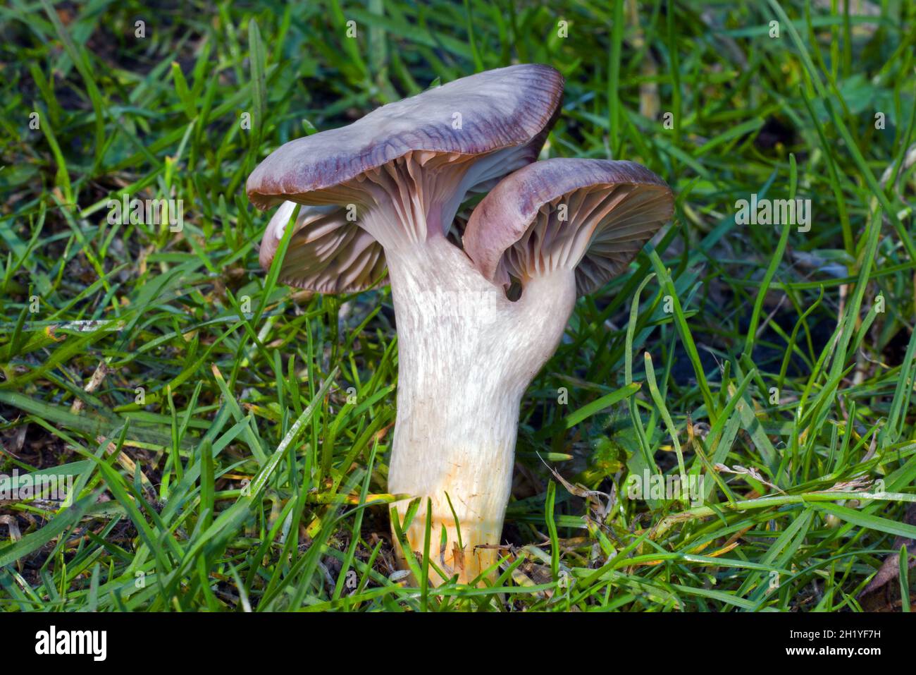 Le Cuphophyllus flavipes (circap à pied jaune) est un champignon localisé principalement confiné à des prairies anciennes non améliorées comme dans les chouryards. Banque D'Images