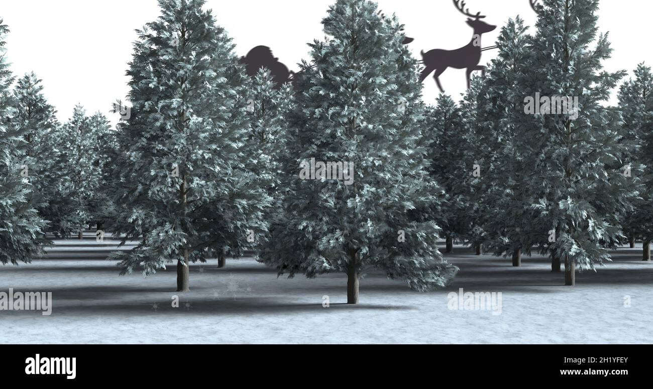 Image de sapins dans le paysage d'hiver Banque D'Images