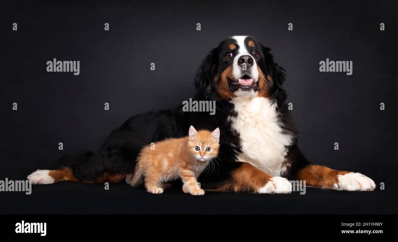 Chien majestueux Berner Sennen se dressant derrière un chaton rouge non-race.Les deux en regardant vers l'appareil photo.Amis unuasual.Isolé sur un fond noir. Banque D'Images