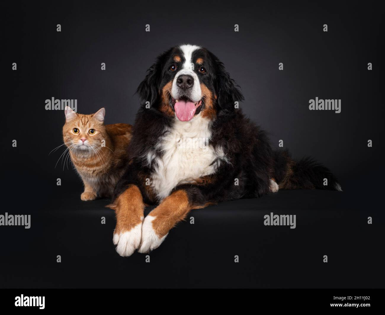 Chien majestueux Berner Sennen se dressant sur le bord à côté de chat adulte rouge non race.Les deux en regardant vers l'appareil photo.Amis unuasual.Isolé sur un dos noir Banque D'Images