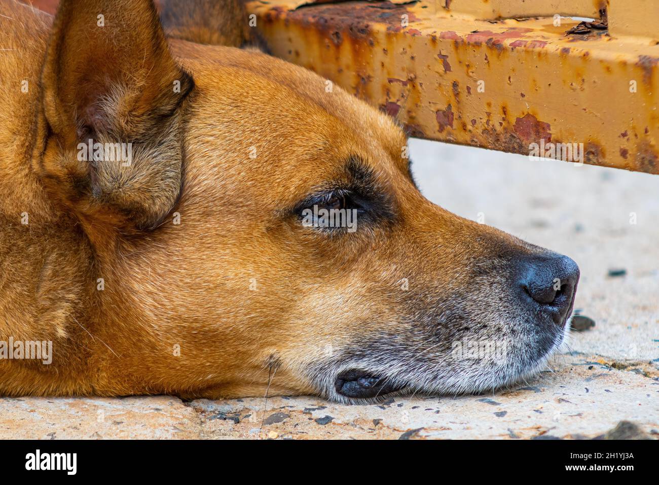 Un chien en caramel Banque D'Images