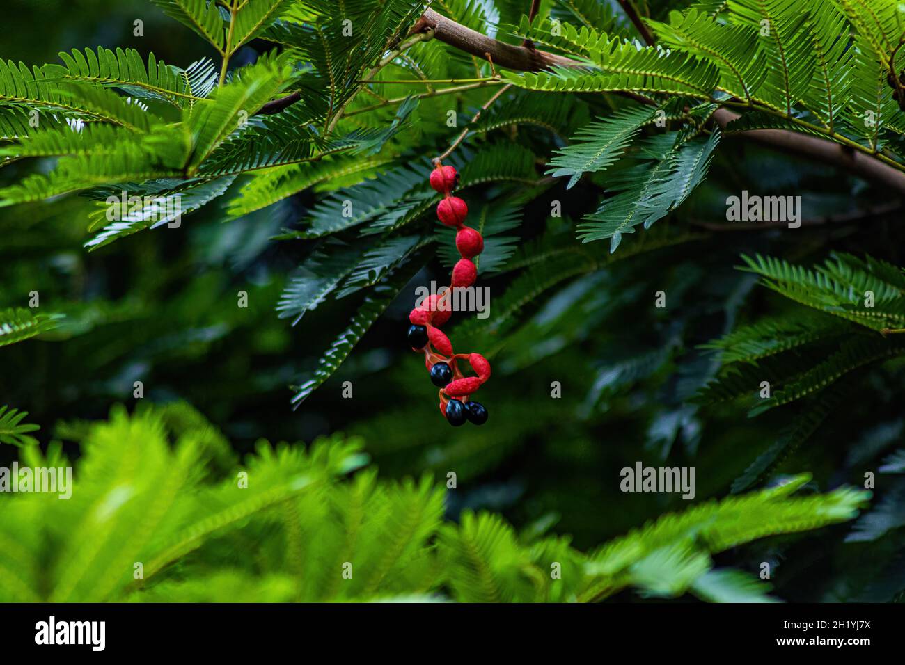 Il ressemble à Guarana Banque D'Images