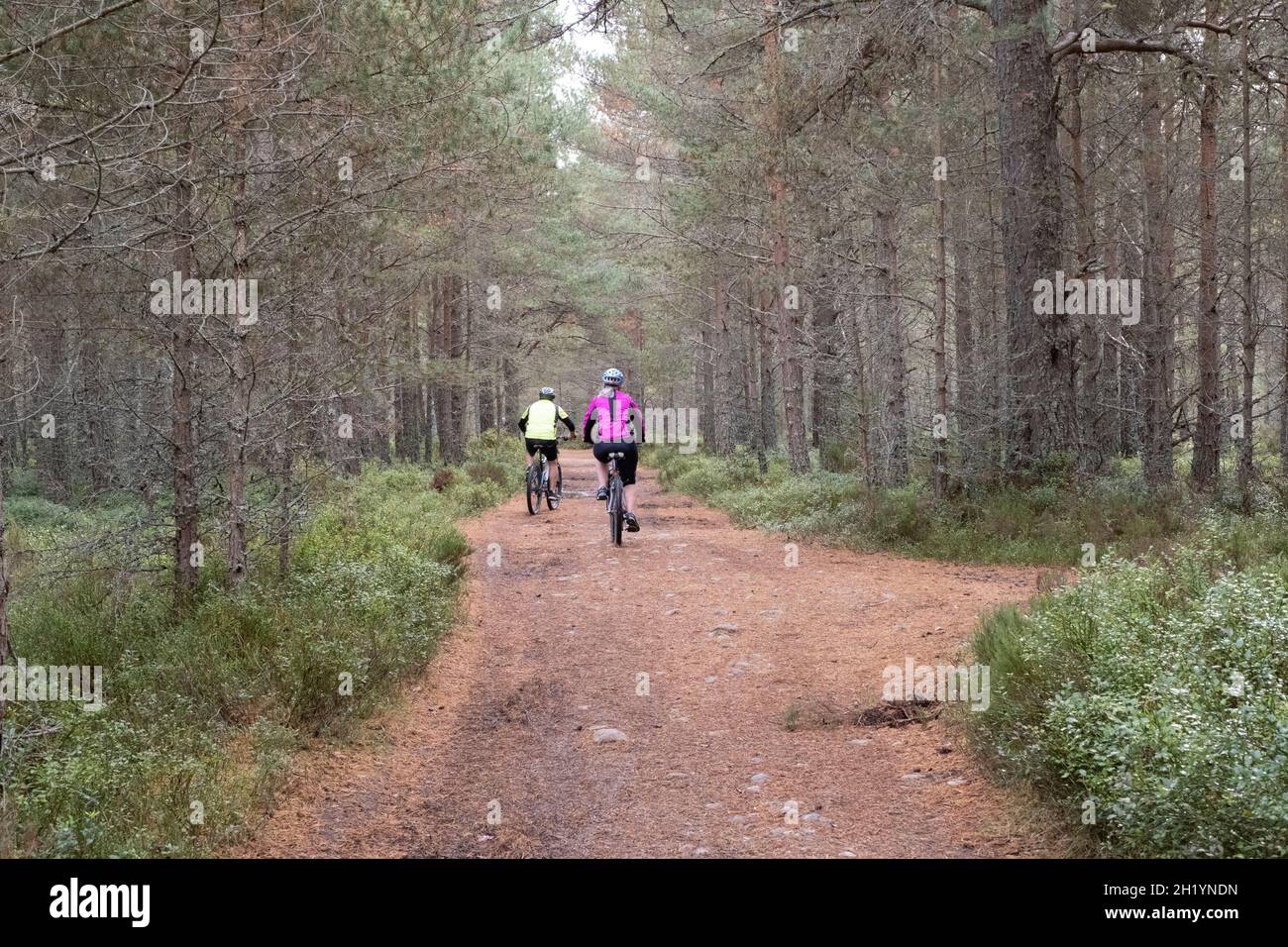 La forêt de Glenmore, près d'Aviemore, parc national de Cairngorm, Écosse Banque D'Images