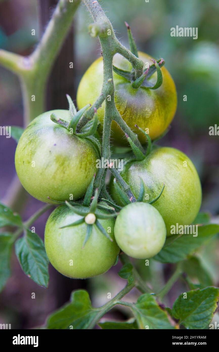 Les tomates sur la plante verte Banque D'Images
