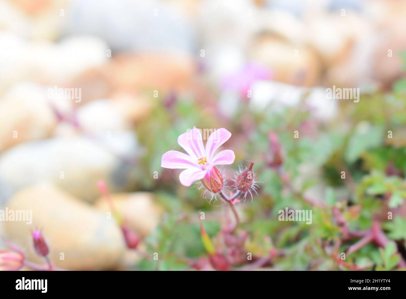 Herbe maritime Robert fleur Geranium robertianum ssp maritimum Rye Harbour Réserve naturelle Sussex Beach Banque D'Images