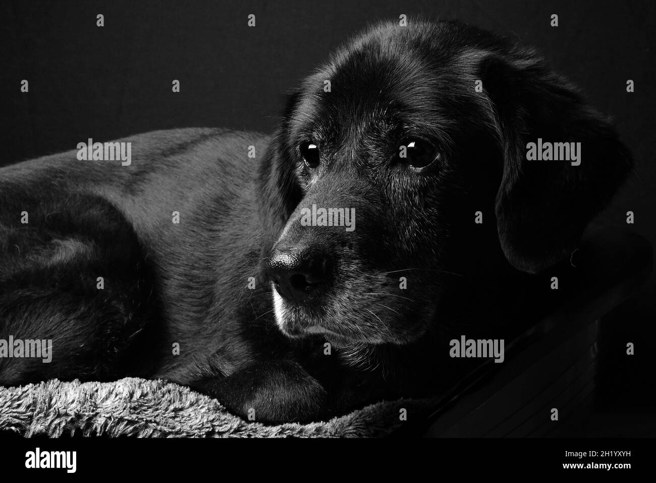 Archie - Un Labrador noir doux Banque D'Images