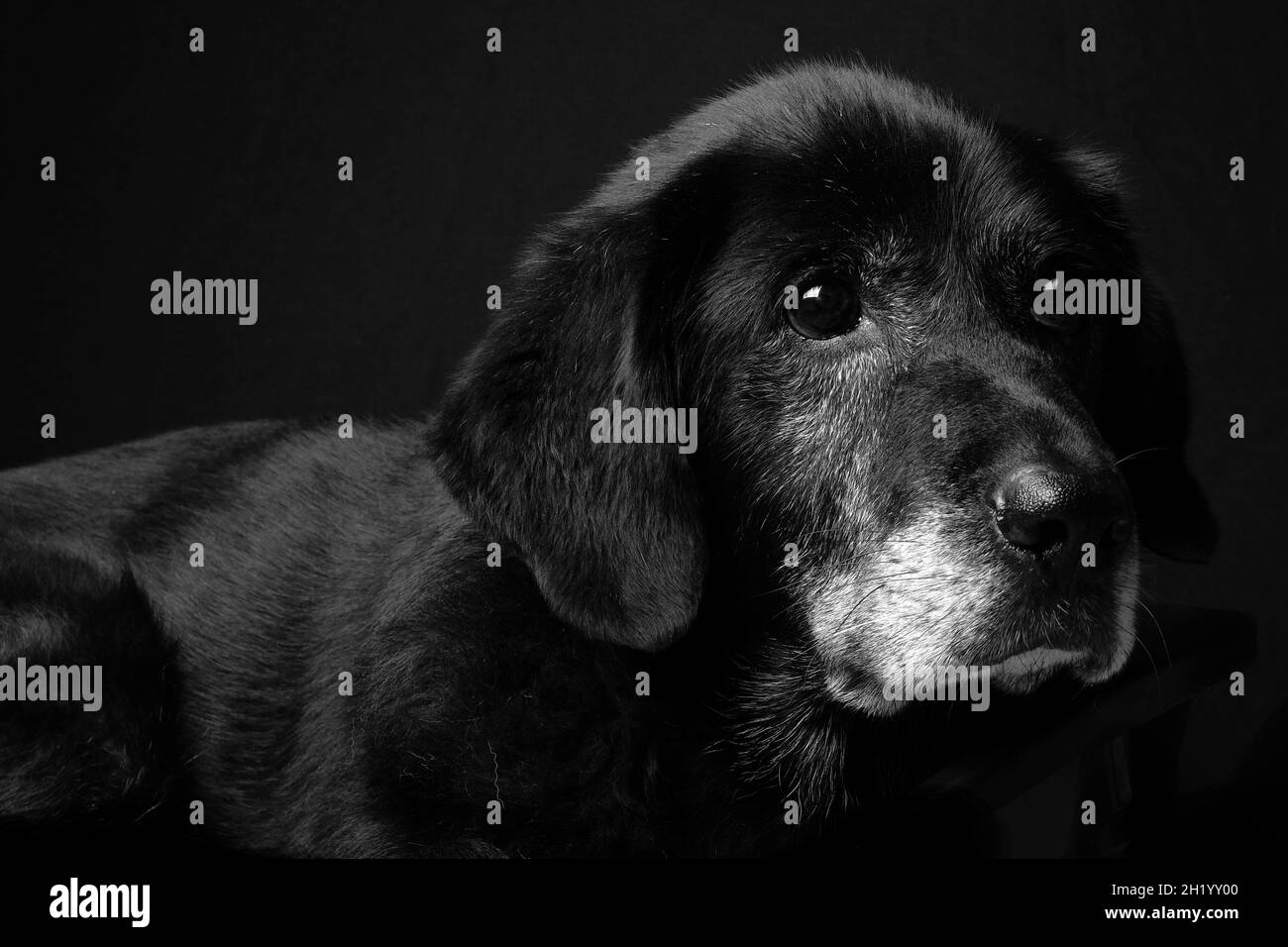 Archie - Un Labrador noir doux Banque D'Images