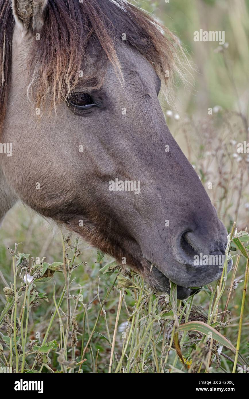 Konik Horse au RSPN Minsmere Reserve Suffolk Banque D'Images