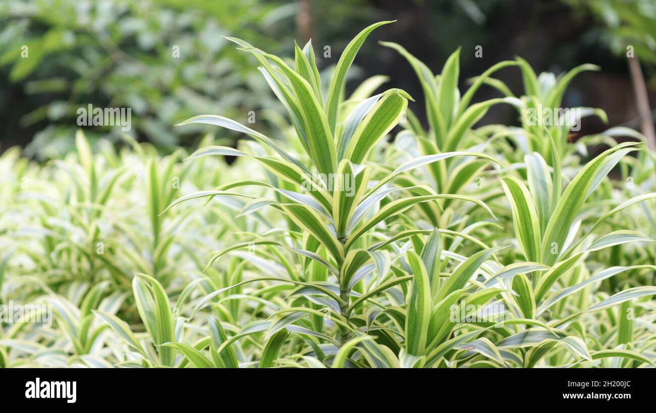 Nom commun plante de serpent, nom botanique sensevieria trifasciata, nom de famille Asparagaceeae Banque D'Images