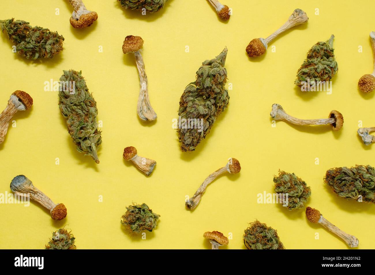 Motif de champignons psilocybine séchés et de bourgeons de marijuana sur fond jaune.Voyage psychédélique, loisirs dans le quartier des affaires.Concept de micro-dosage. Banque D'Images