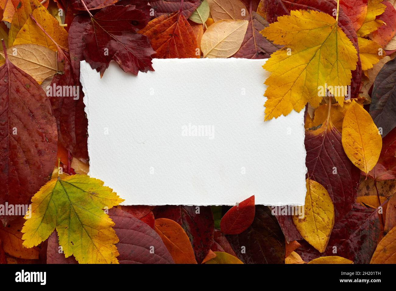 Composition des feuilles d'automne avec carte de papier blanc vide.Flat lay, vue de dessus, espace de copie Banque D'Images