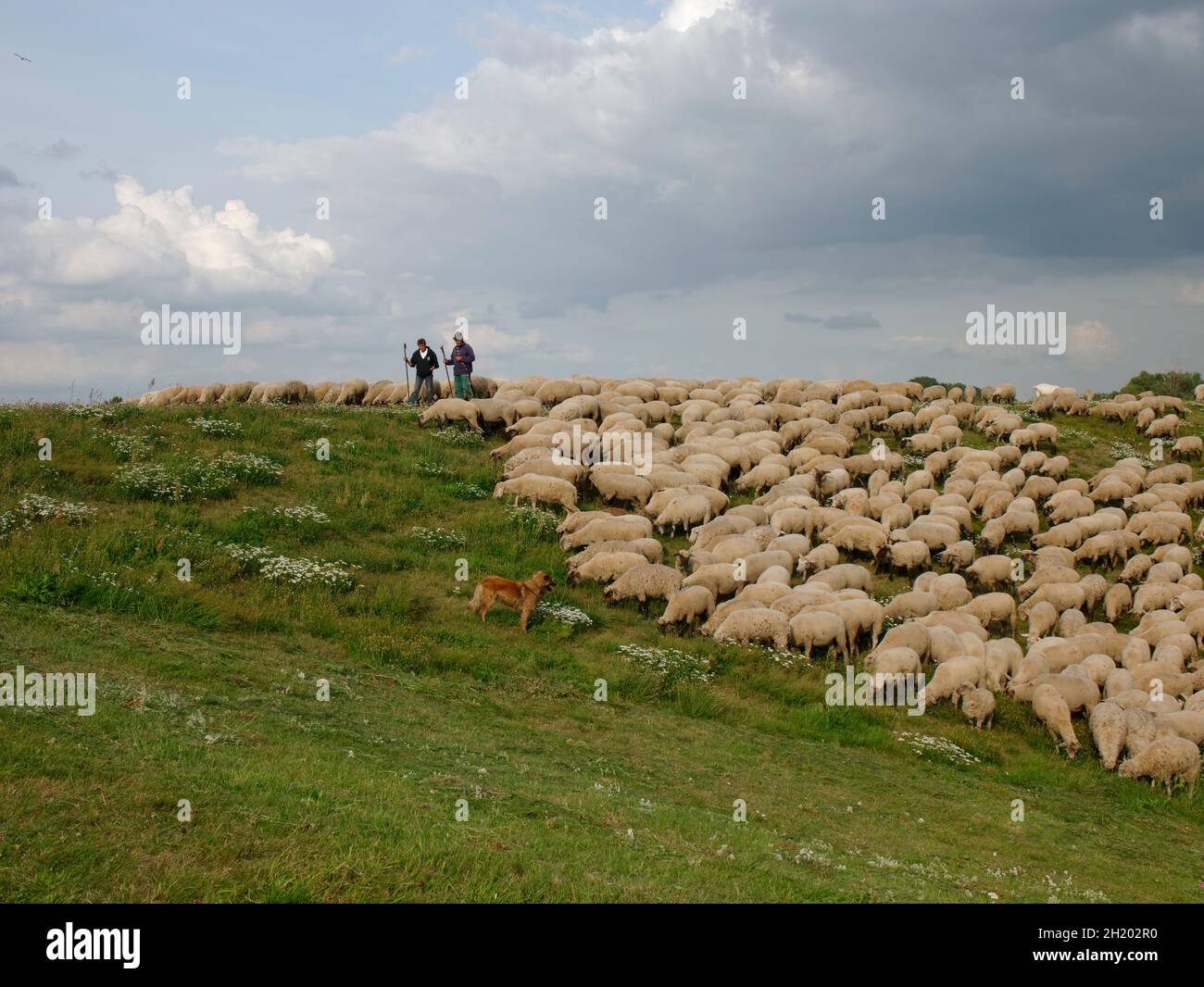 Troupeau de moutons, gardée par deux bergers et un chien de berger pageant sur une digue de l'Elbe près de Tespe, Elbmarsch, Niedersachsen, Allemagne. Banque D'Images