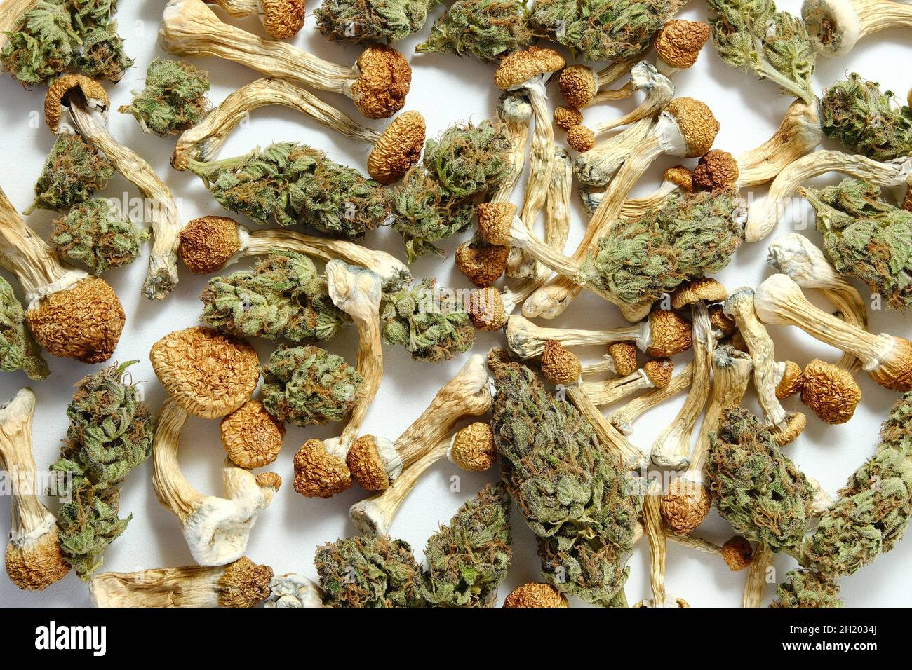 Fond psychotrope.Motif de champignons psilocybine séchés et de bourgeons de cannabis sur fond blanc.Voyage psychédélique, loisirs dans le quartier des affaires.Micro-dosage c Banque D'Images