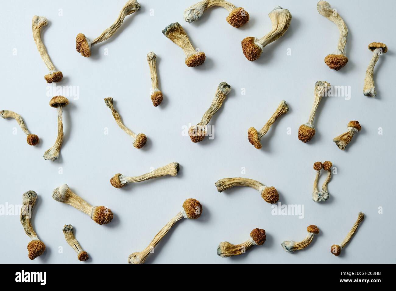 Mise en page des champignons Psilocybe Cubensis sur fond blanc.Psilocybin psychédélique magie champignons Golden enseignant.Vue de dessus, plan d'appartement.Conscient de la magie Banque D'Images