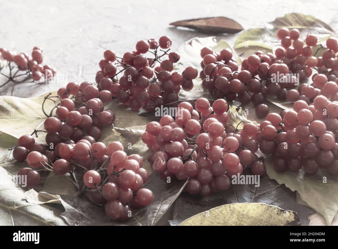 Petits pains rouges de viburnum sur les feuilles d'automne Banque D'Images