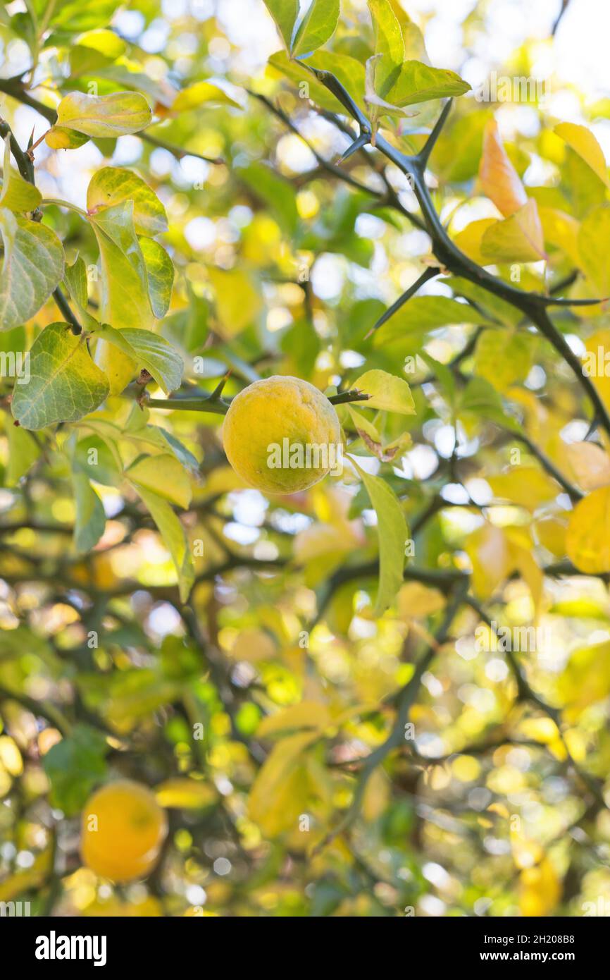 Poncirus trifoliata - orange trifolié. Banque D'Images