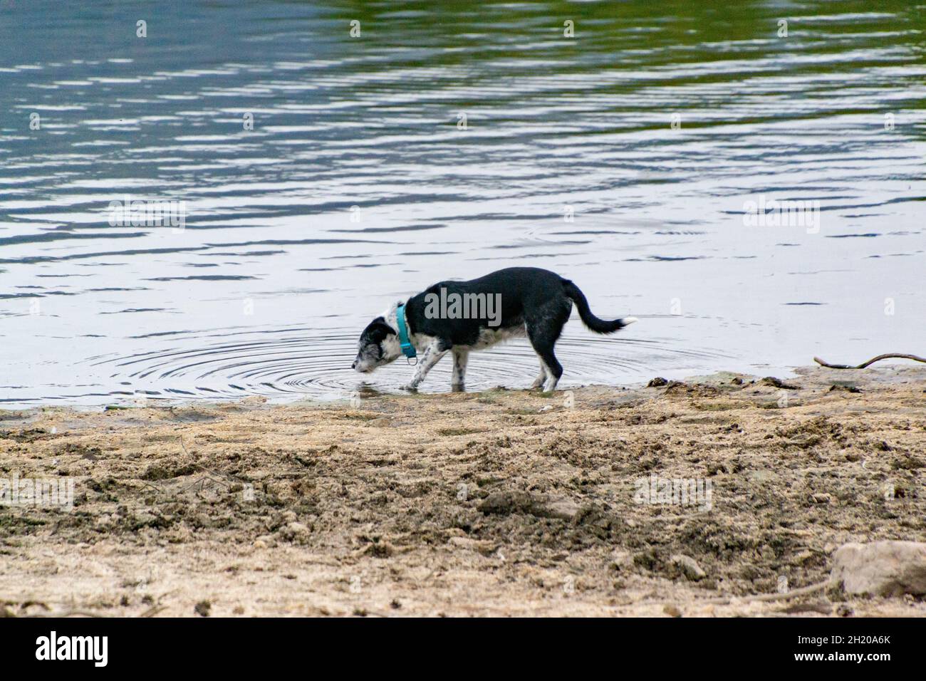 Chien sombre eau potable d'un réservoir à Segovia causant des vagues, à Castilla y León, en Espagne.Europe.Photographie horizontale. Banque D'Images