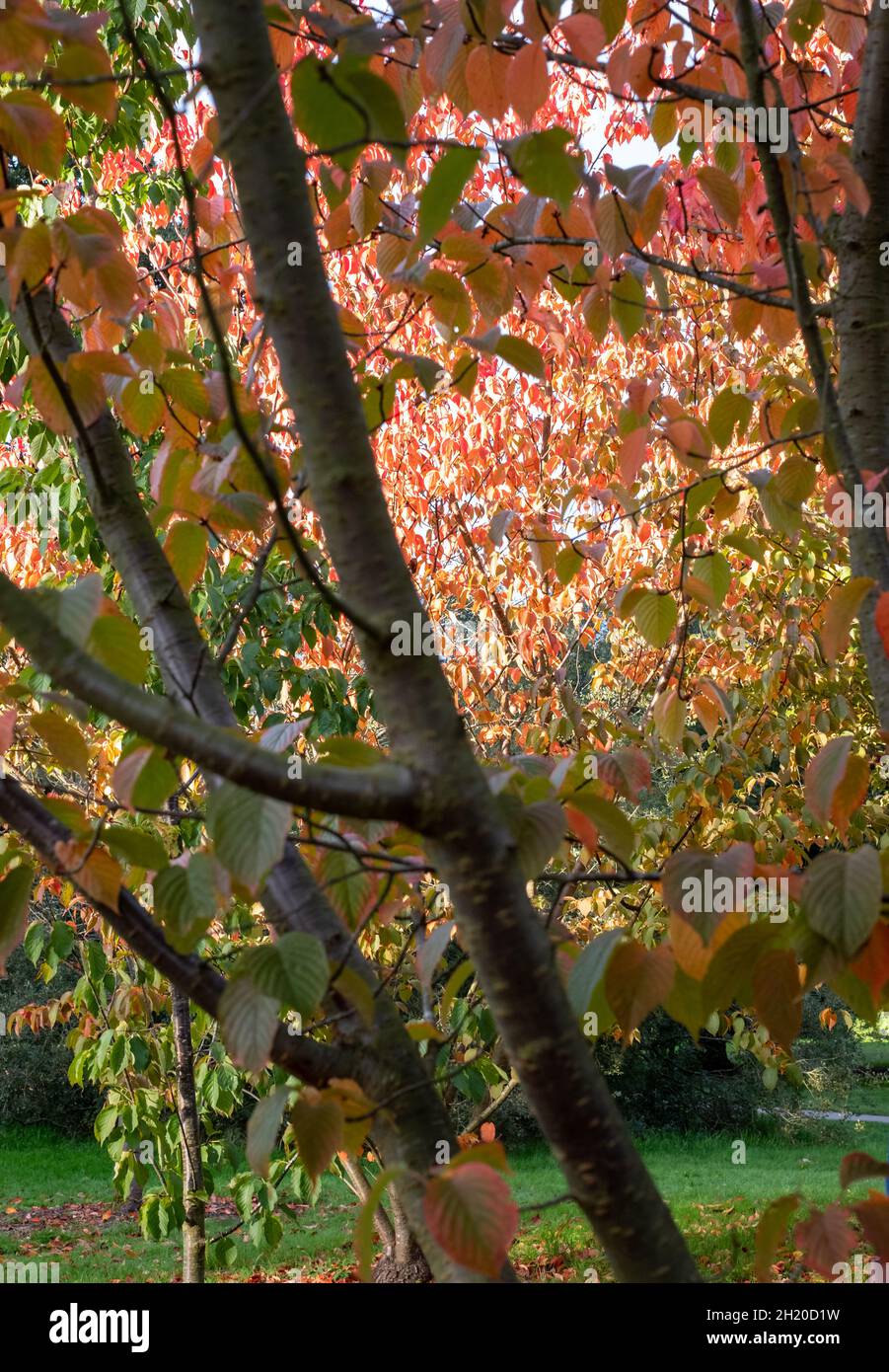 Arbres photographiés à Kew Gardens, Londres, au soleil de la fin de l'après-midi, avec leurs feuilles qui se colorent en automne. Banque D'Images