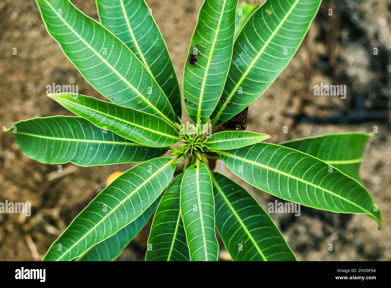 Vue de dessus du petit arbre de mangue Banque D'Images