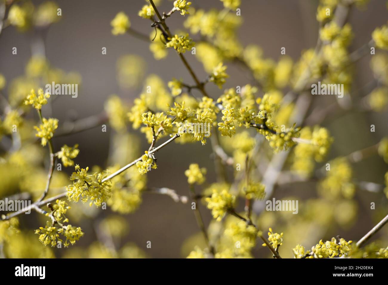 Blüten der Kornelkirsche, in Österreich auch Dirndlstrauch genannt - Die Blütezeit dieses Strauchs liegt im März/April, in der Regel sogar noch vor de Banque D'Images