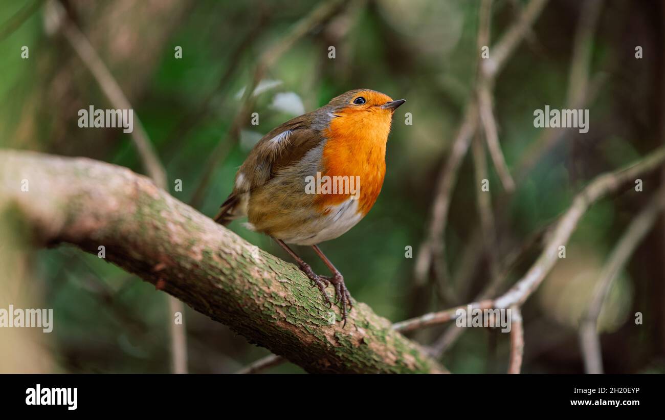 Oiseau-Robin sur la branche dans les arbres Banque D'Images