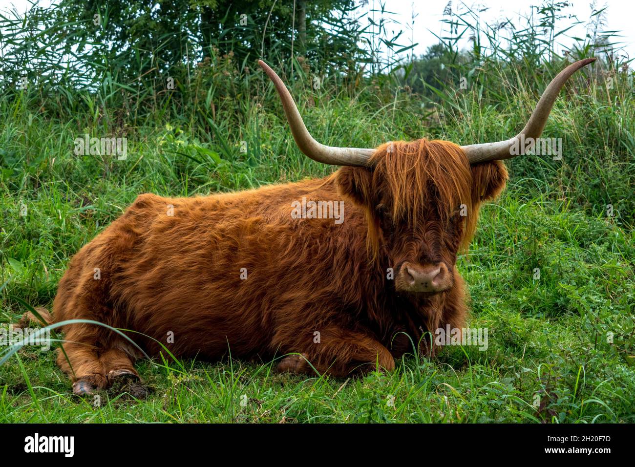 Vache longée de haut-pays à cornes couchée avec des cornes et un long manteau ondulé et laineux Banque D'Images