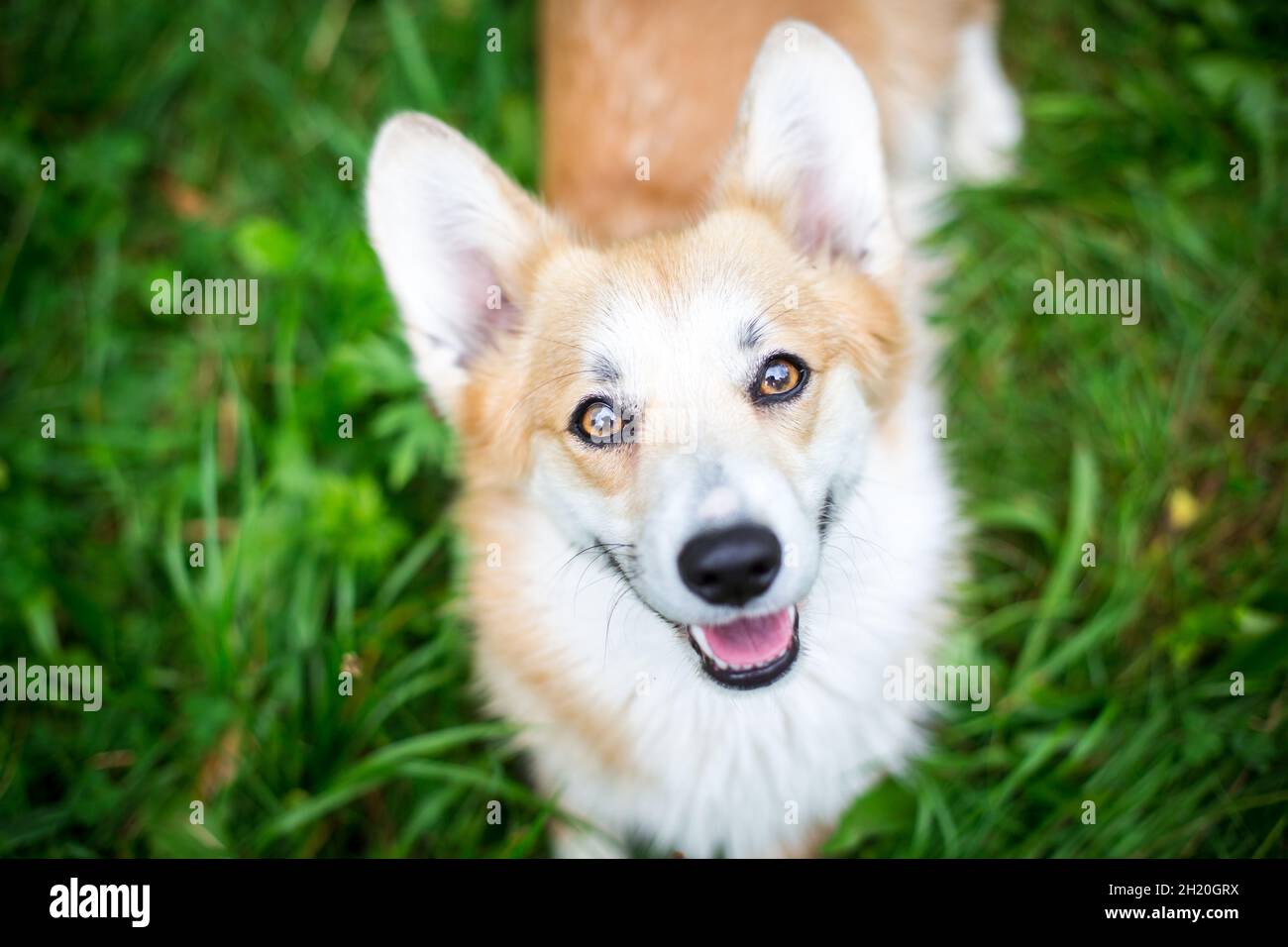 Welsh Corgi Pembroke regardant dans la caméra Banque D'Images