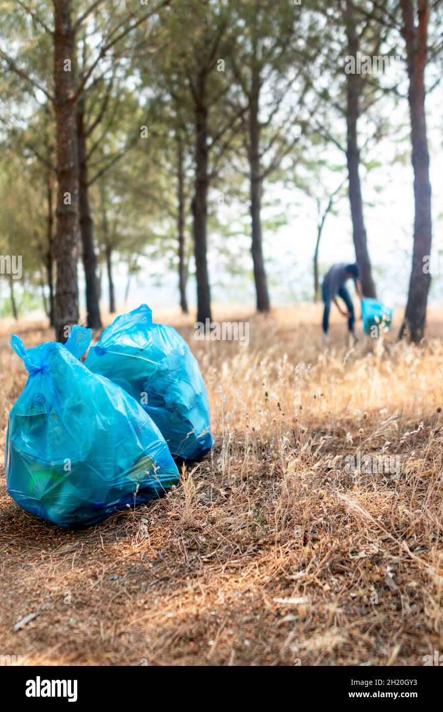 Volontaire homme collectant des déchets de plastique sous des pins.Mise au point sélective. Banque D'Images