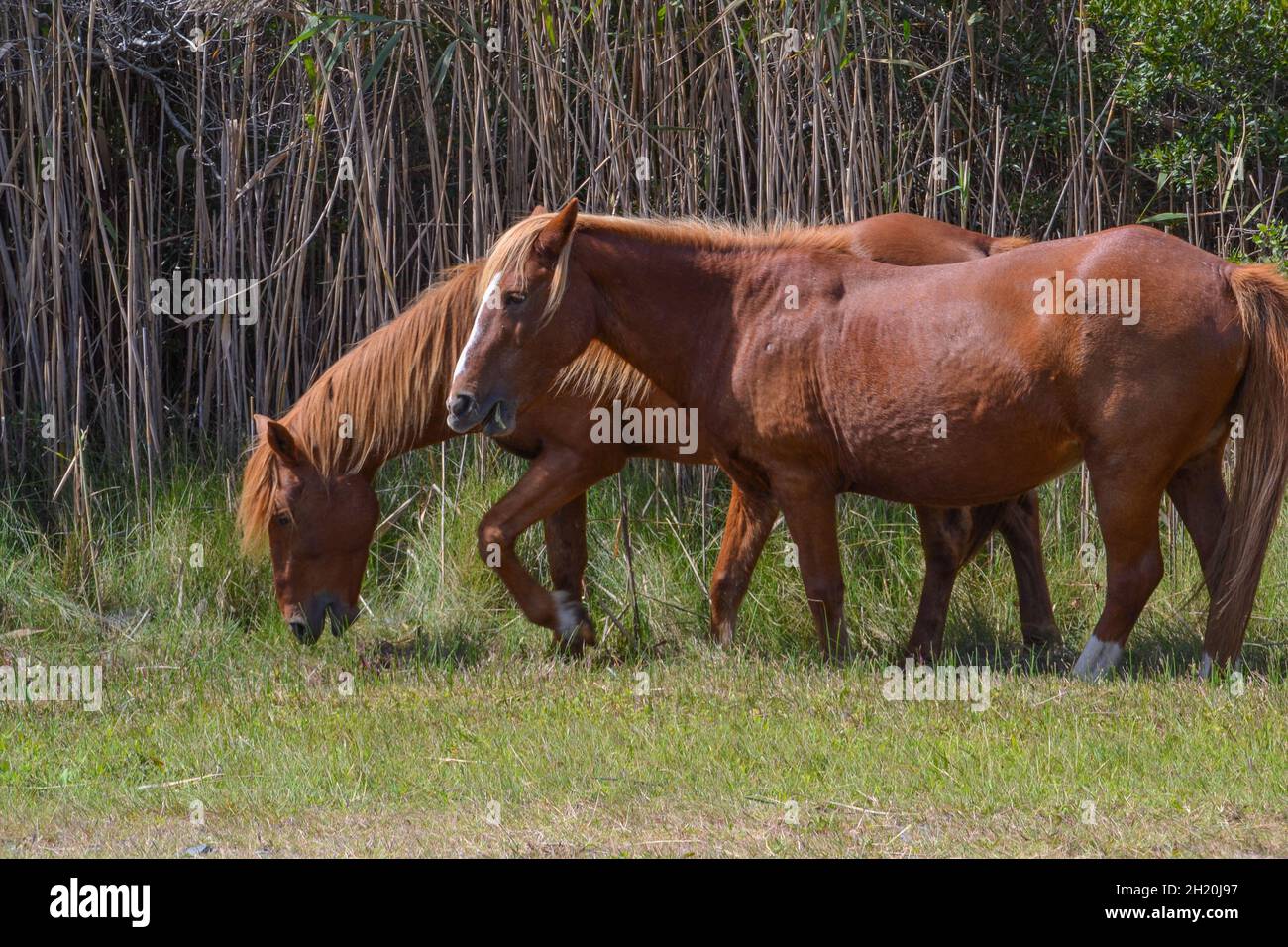 Deux chevaux bruns sauvages avec des manes beige clair se munissent sur l'herbe le long d'un sentier près d'une route à Assateague Island National Seashore, Berlin, Maryland. Banque D'Images