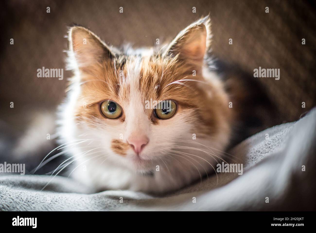 Chat Domestique A Poil Long Banque De Photographies Et D Images A Haute Resolution Alamy Chat Domestique A Poil Long Banque De Photographies Et D Images A Haute Resolution Alamy