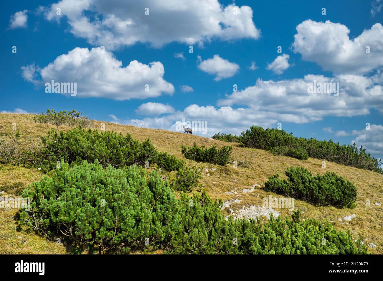 Chamois sur les sommets de montagne au printemps.Animal sauvage dans la nature sauvage. Banque D'Images