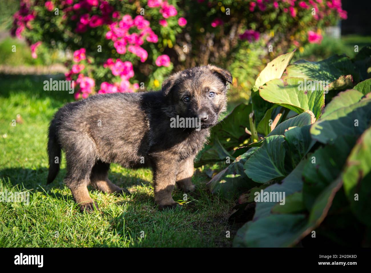 Chien de berger allemand (alsacien) chiot Banque D'Images