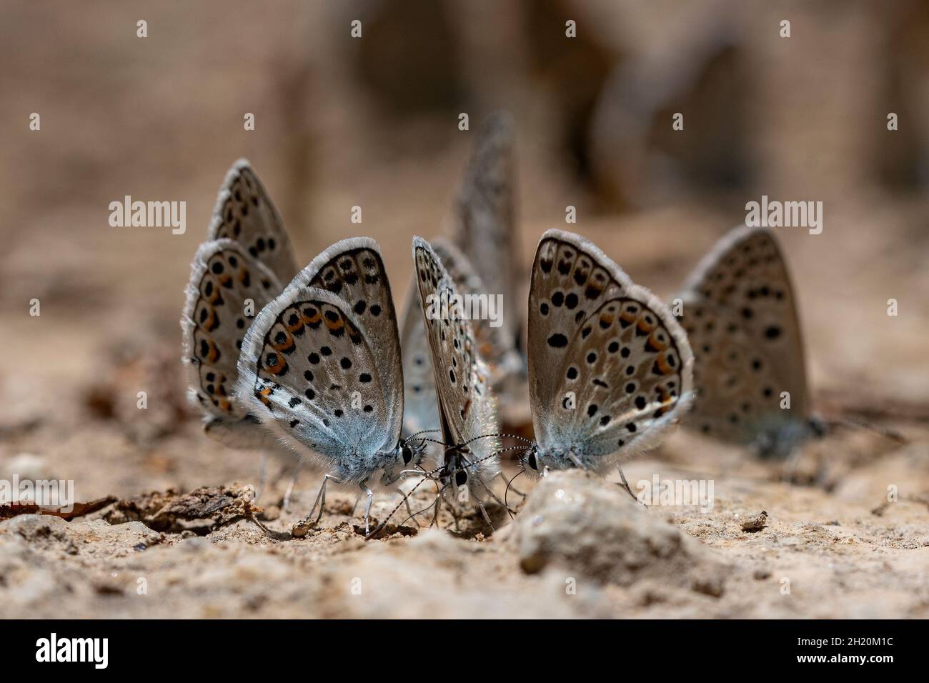 Papillon de jour perché sur une fleur - Plebejus idas. Banque D'Images