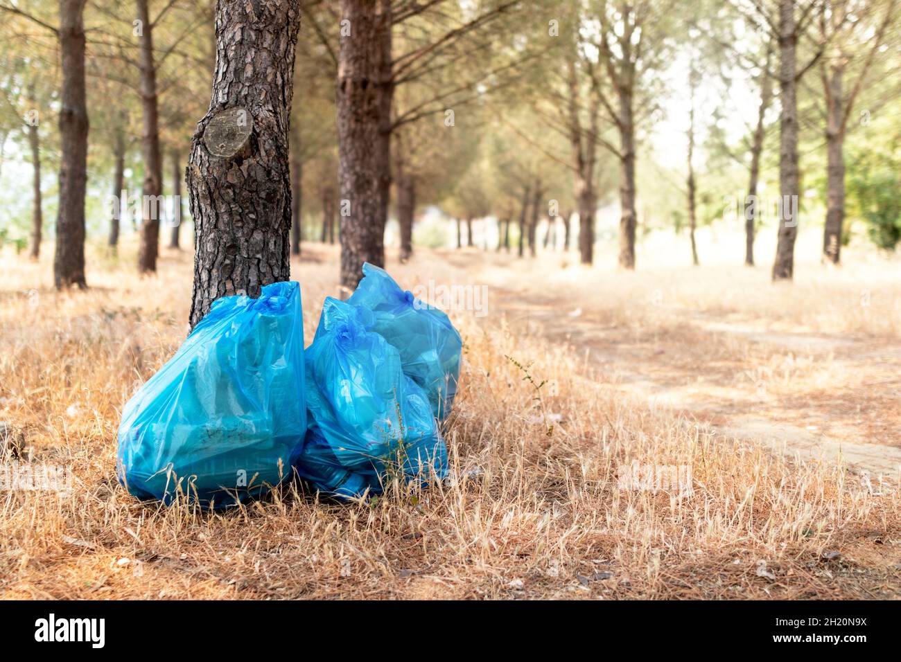Volontaire homme collectant des déchets de plastique sous des pins.Mise au point sélective. Banque D'Images
