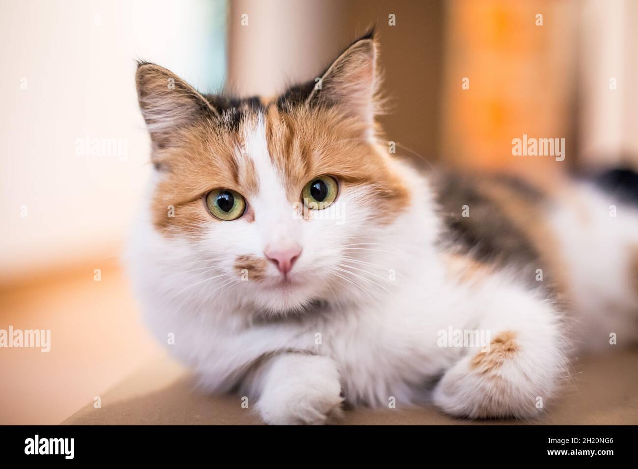 Chat Domestique A Poil Long Banque De Photographies Et D Images A Haute Resolution Alamy Chat Domestique A Poil Long Banque De Photographies Et D Images A Haute Resolution Alamy