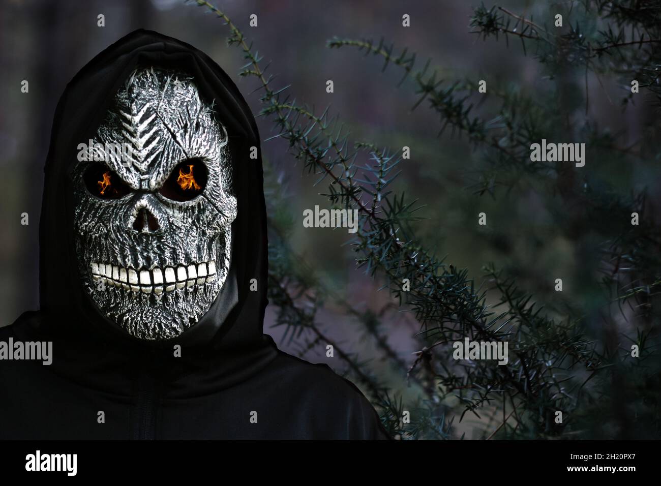 Gros plan de la couche sinistre.Homme dans le masque de la mort avec une flamme de feu dans les yeux sur fond noir foncé de la plante de genévrier.Costume de carnaval, créepy Banque D'Images