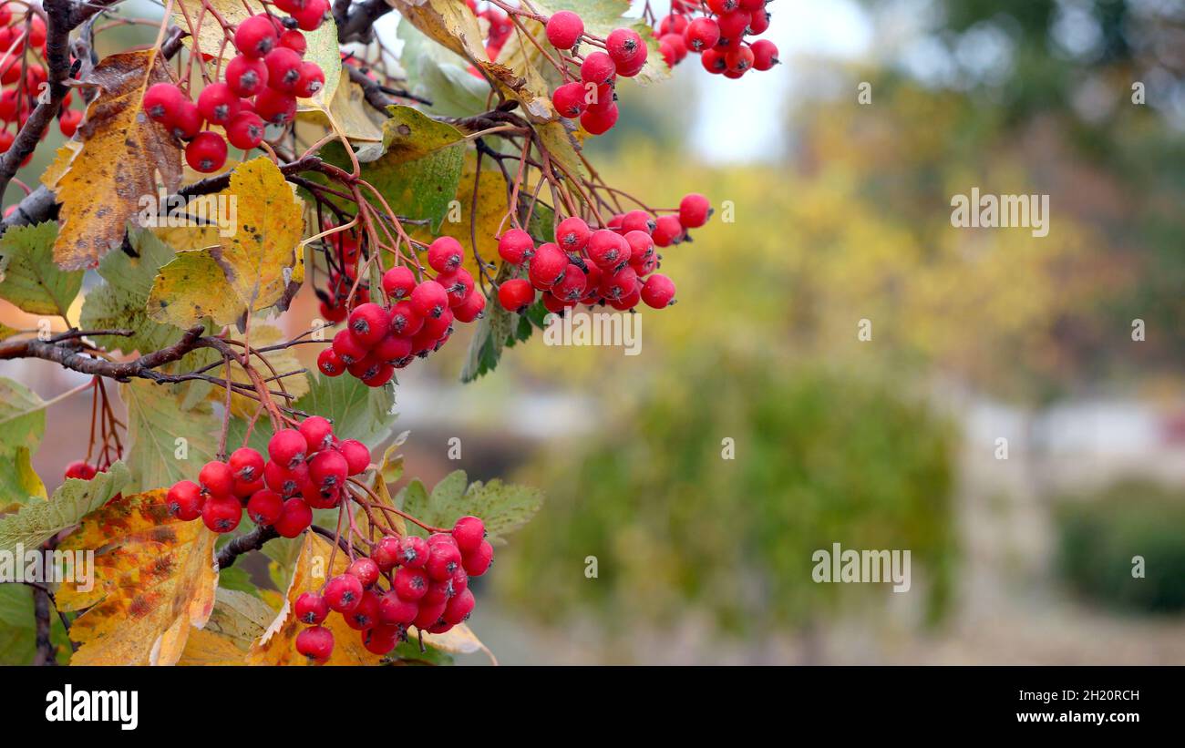 Hawthorn (Crataegus monogyna) sur fond flou. Banque D'Images